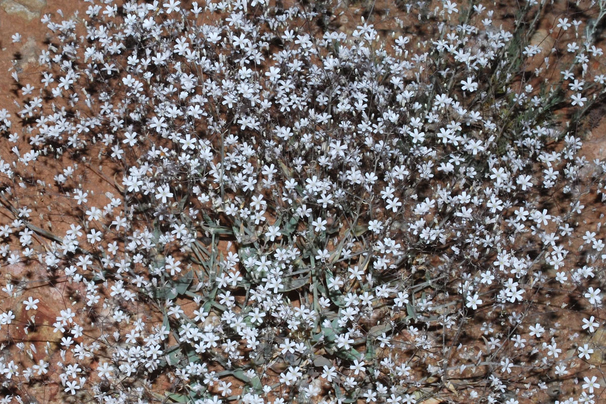 Изображение особи Bolbosaponaria intricata.