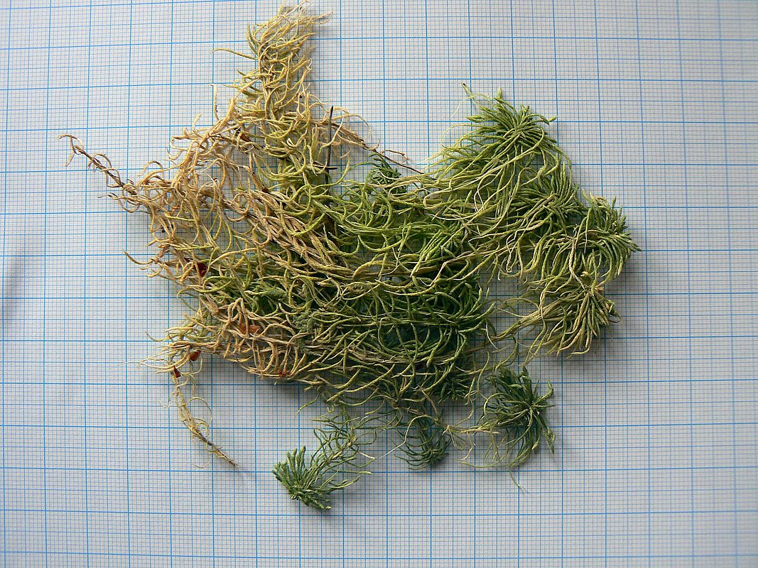 Image of Sphagnum girgensohnii specimen.