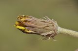 Taraxacum serotinum