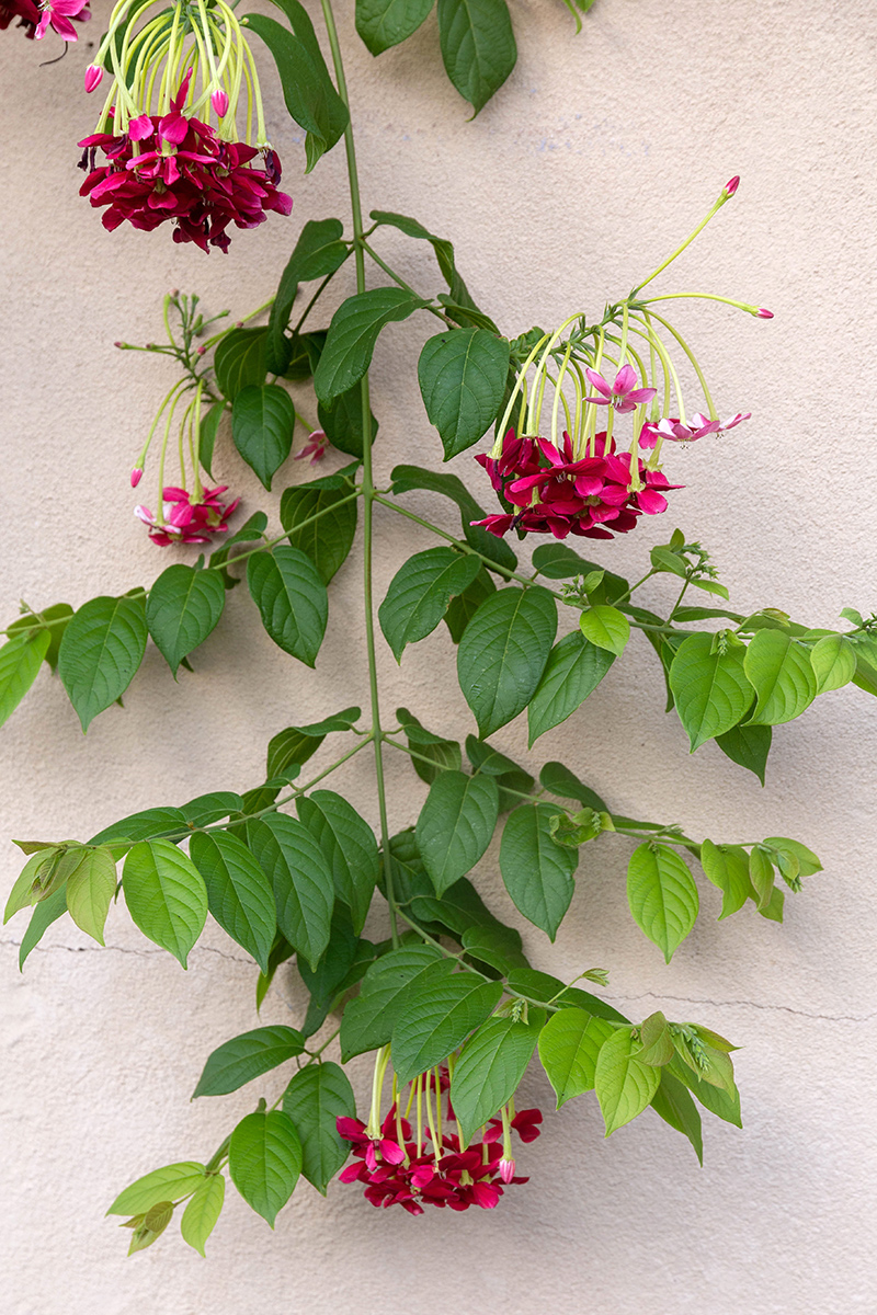 Image of Combretum indicum specimen.