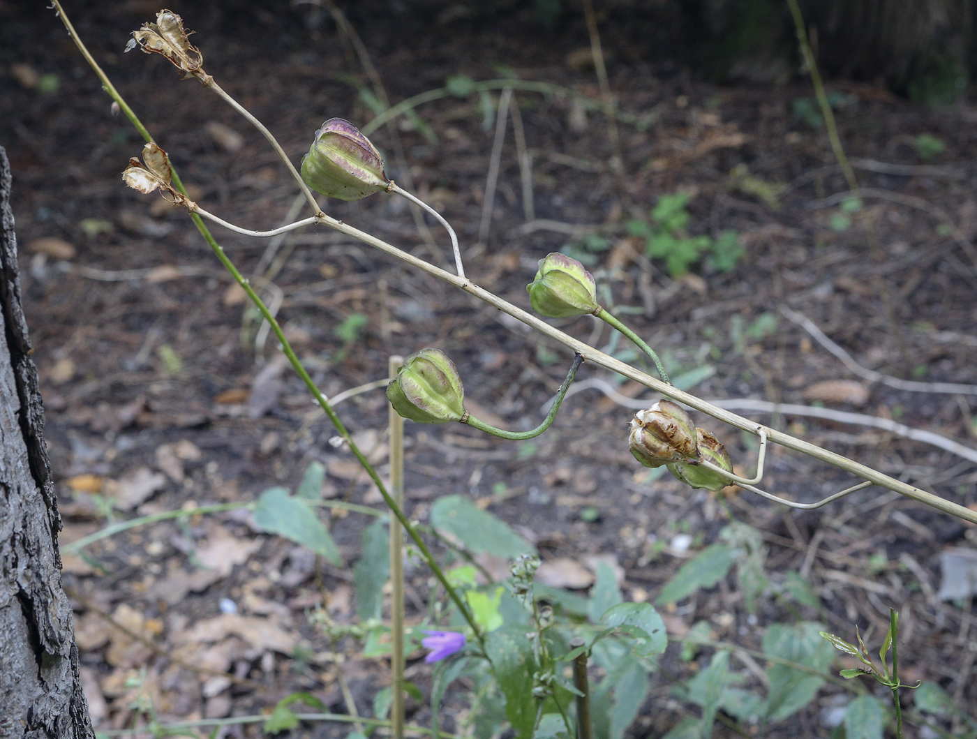 Image of Lilium pilosiusculum specimen.