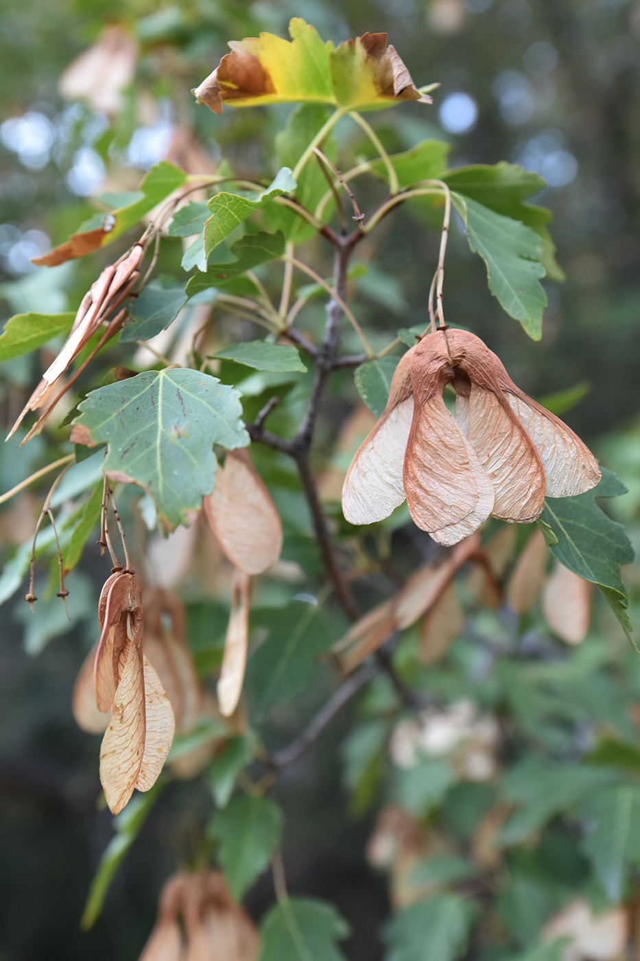 Image of Acer semenovii specimen.