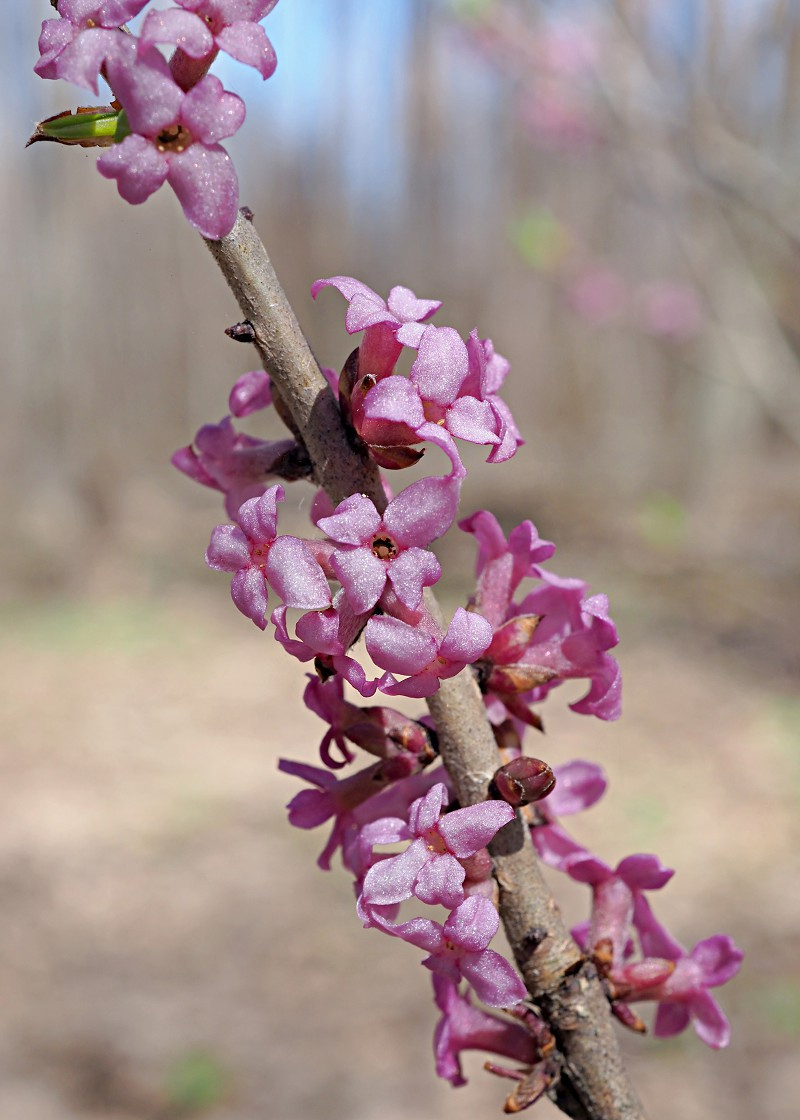 Image of Daphne mezereum specimen.