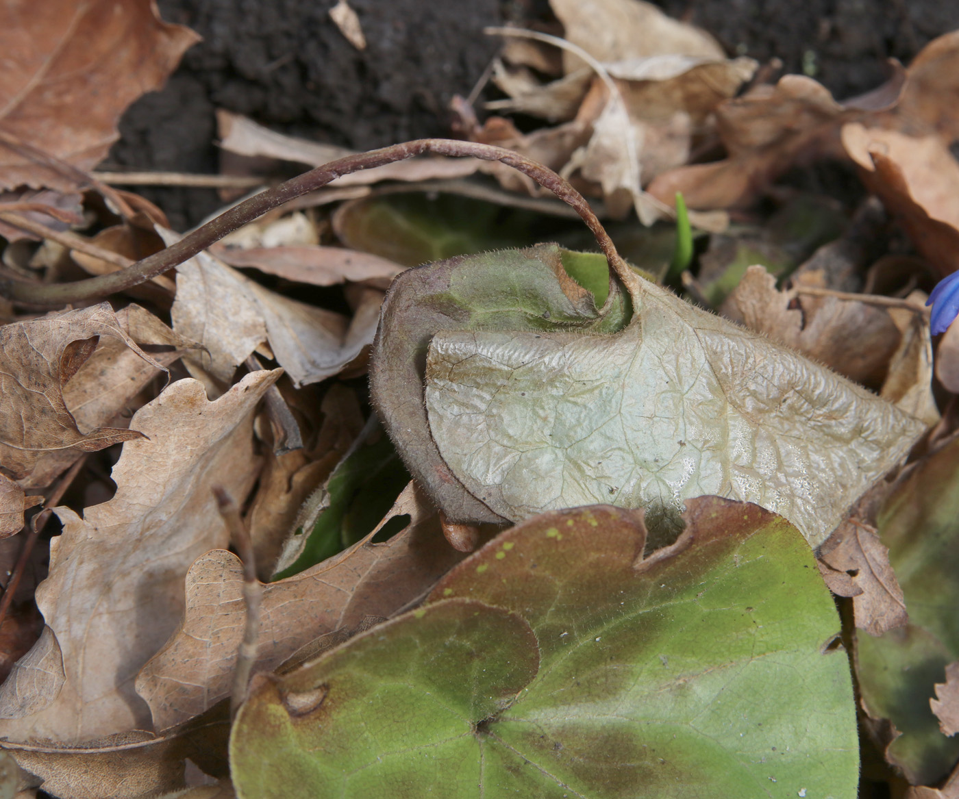 Изображение особи Asarum europaeum.