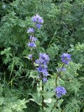 Campanula glomerata