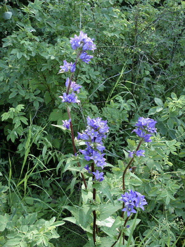 Изображение особи Campanula glomerata.