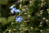 Myosotis sylvatica