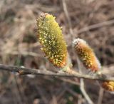 Salix cinerea