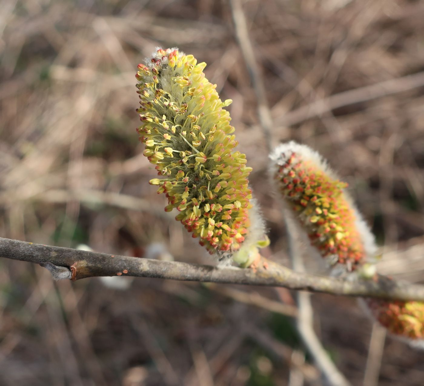 Image of Salix cinerea specimen.