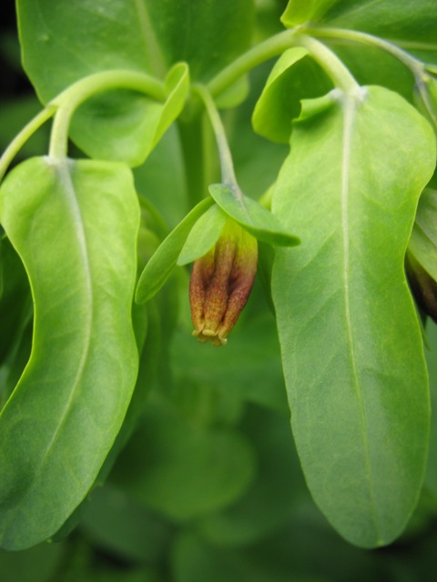 Image of Cerinthe glabra ssp. caucasica specimen.