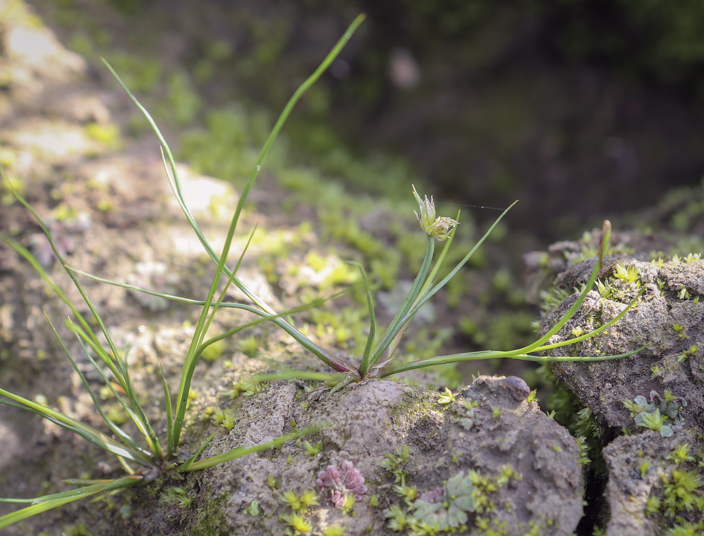 Изображение особи Juncus nastanthus.