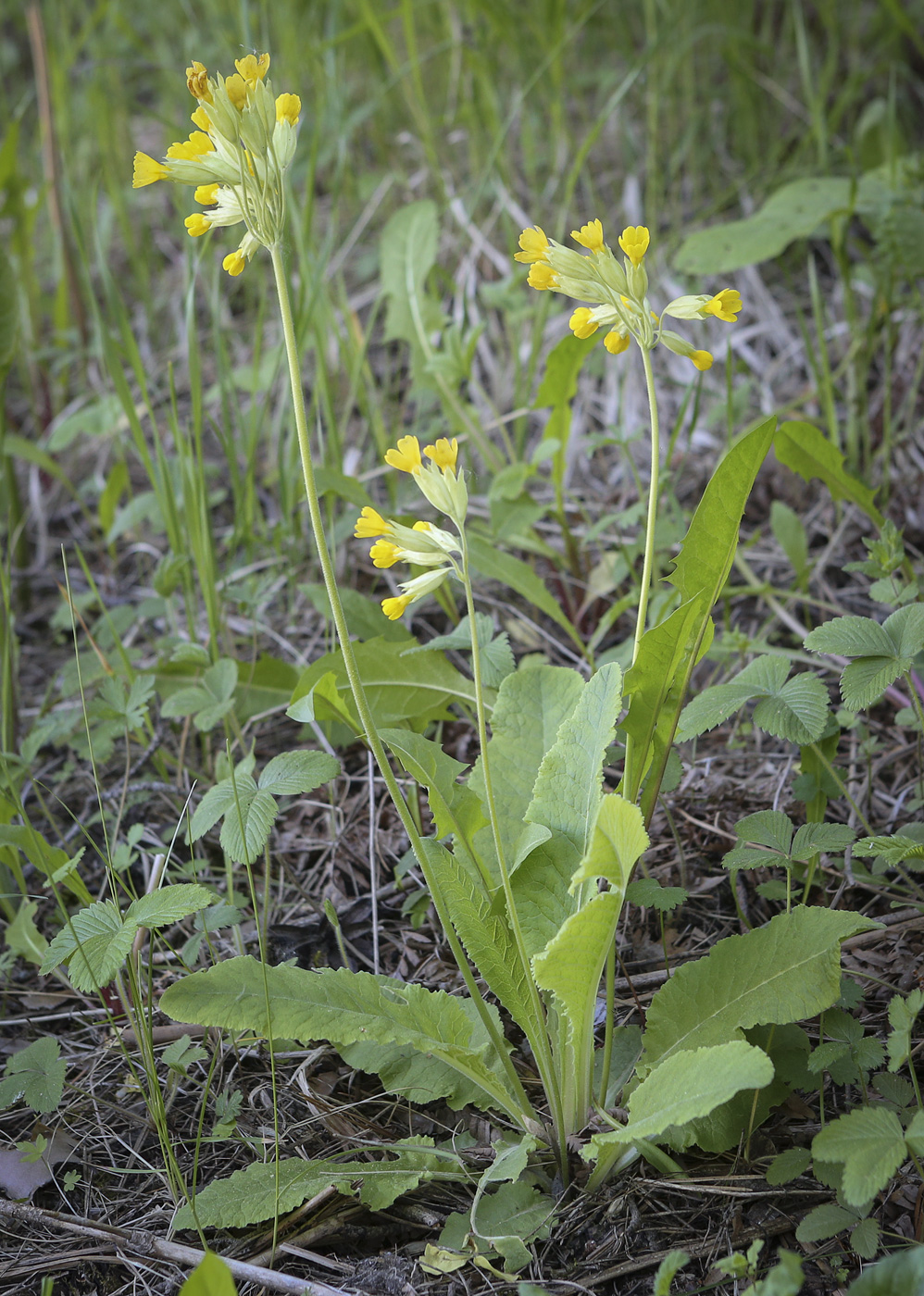 Image of Primula macrocalyx specimen.