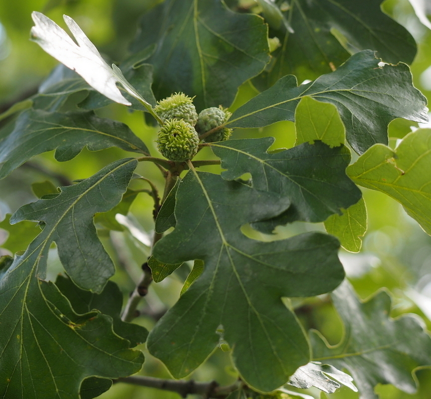 Изображение особи Quercus macrocarpa.