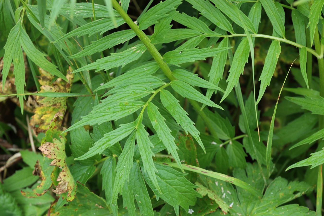 Изображение особи Valeriana sambucifolia.