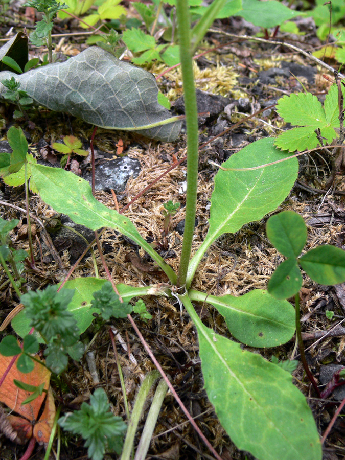 Image of genus Hieracium specimen.