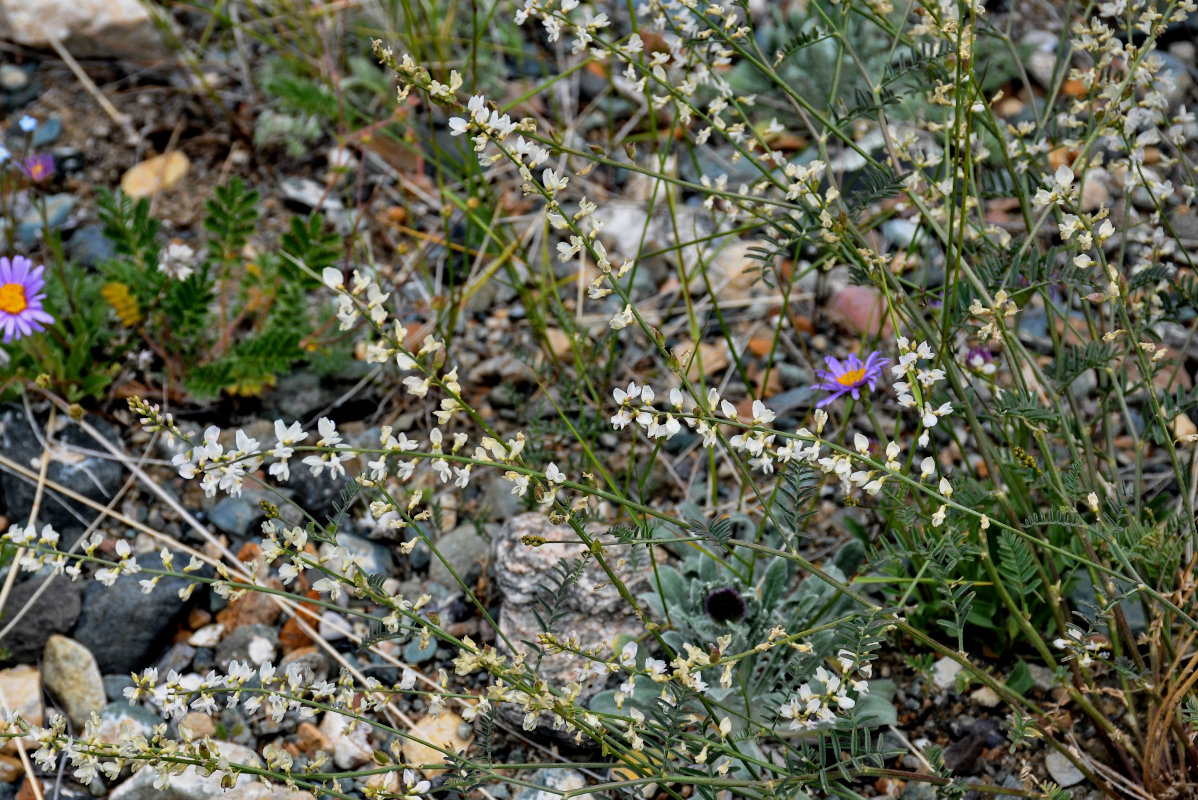 Изображение особи Astragalus puberulus.
