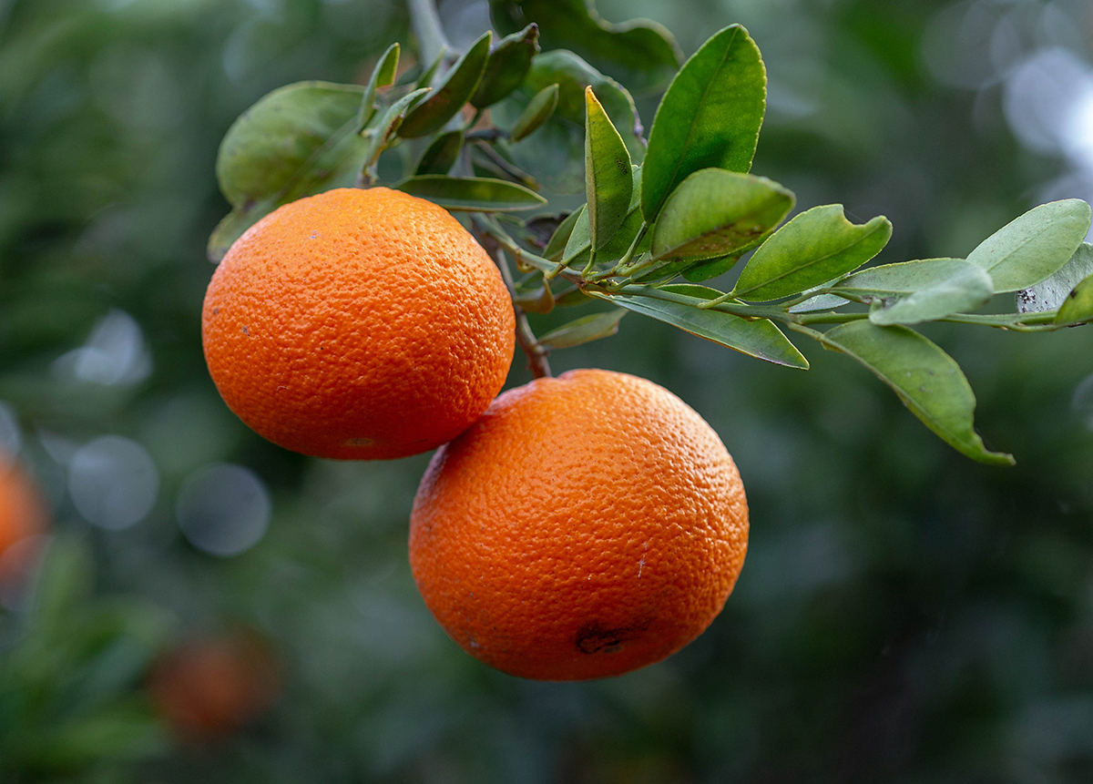 Image of Citrus reticulata specimen.