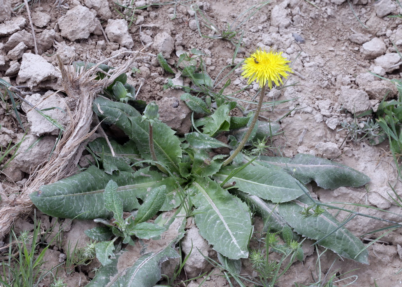 Изображение особи Taraxacum monochlamydeum.