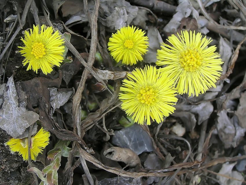 Image of Tussilago farfara specimen.