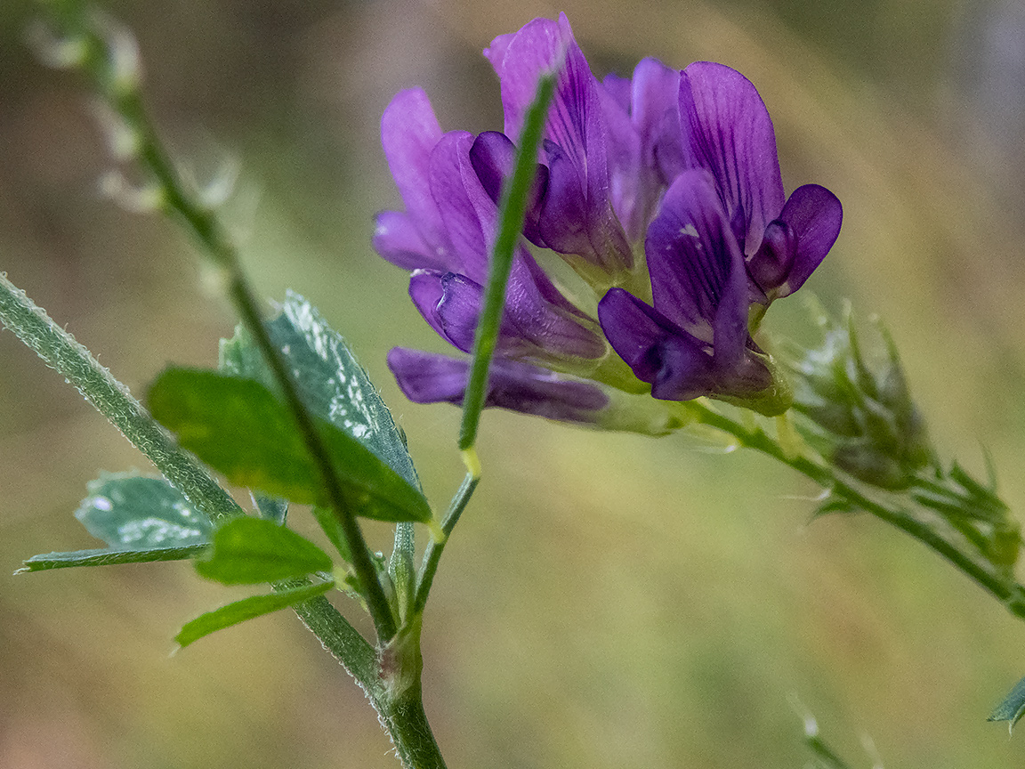 Изображение особи Medicago sativa.