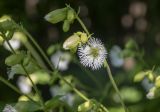Смотреть изображение Oberna multifida