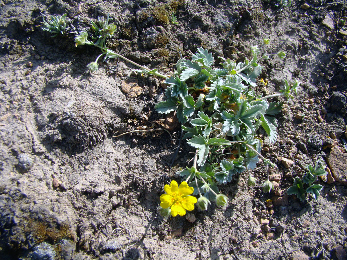 Image of Potentilla tephroleuca specimen.