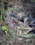 Carex digitata