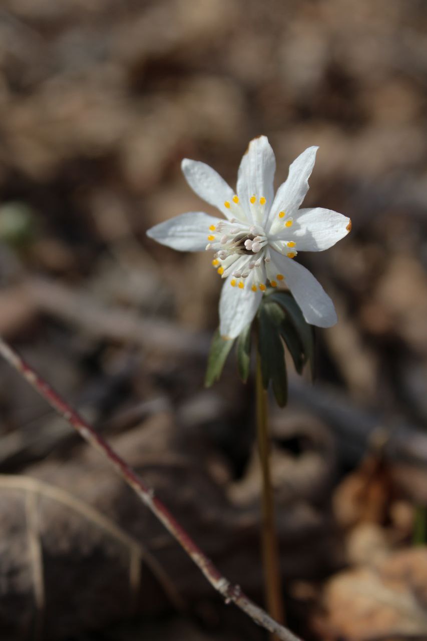 Изображение особи Eranthis stellata.