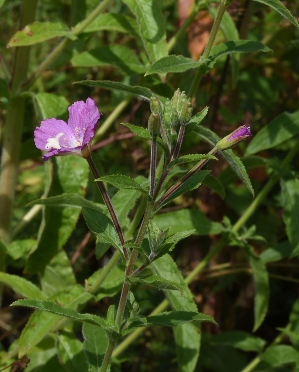 Изображение особи Epilobium hirsutum.