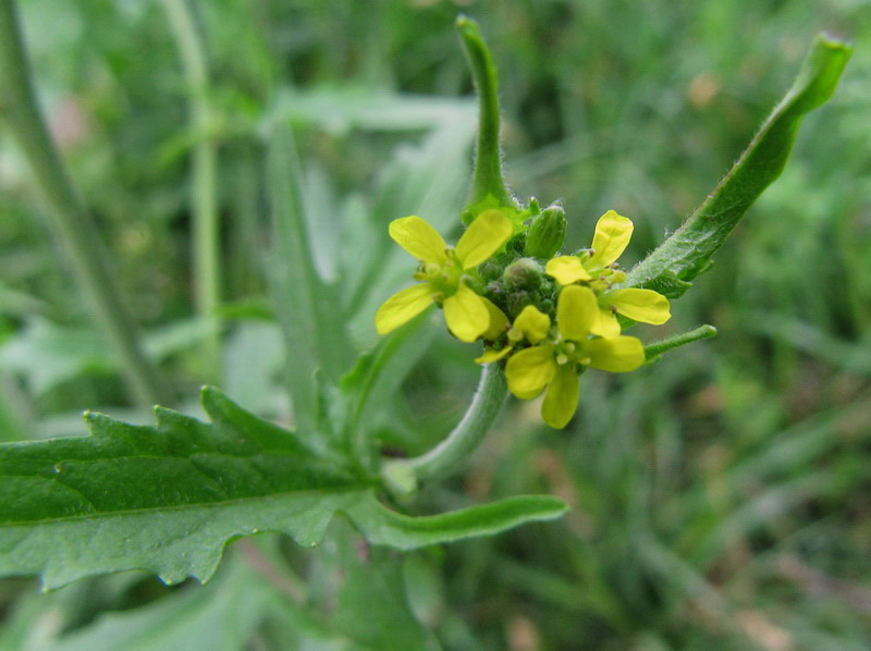 Изображение особи Sisymbrium officinale.