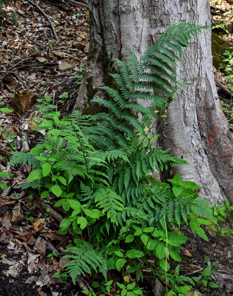 Изображение особи Dryopteris filix-mas.