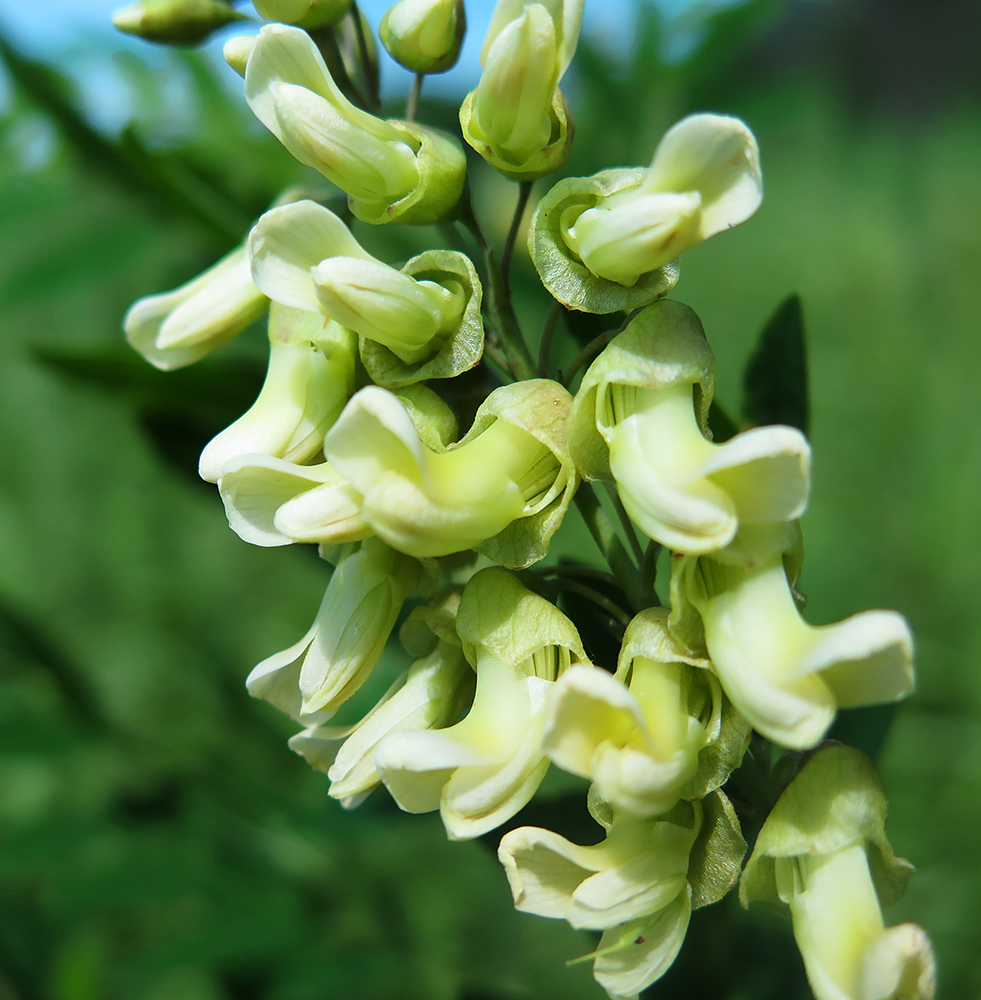 Изображение особи Sophora flavescens.