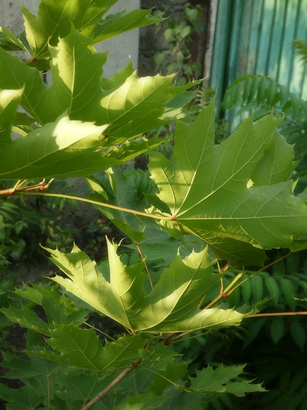 Image of Acer platanoides specimen.