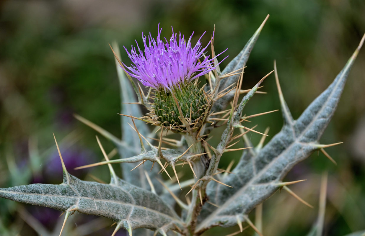 Изображение особи Cirsium argillosum.