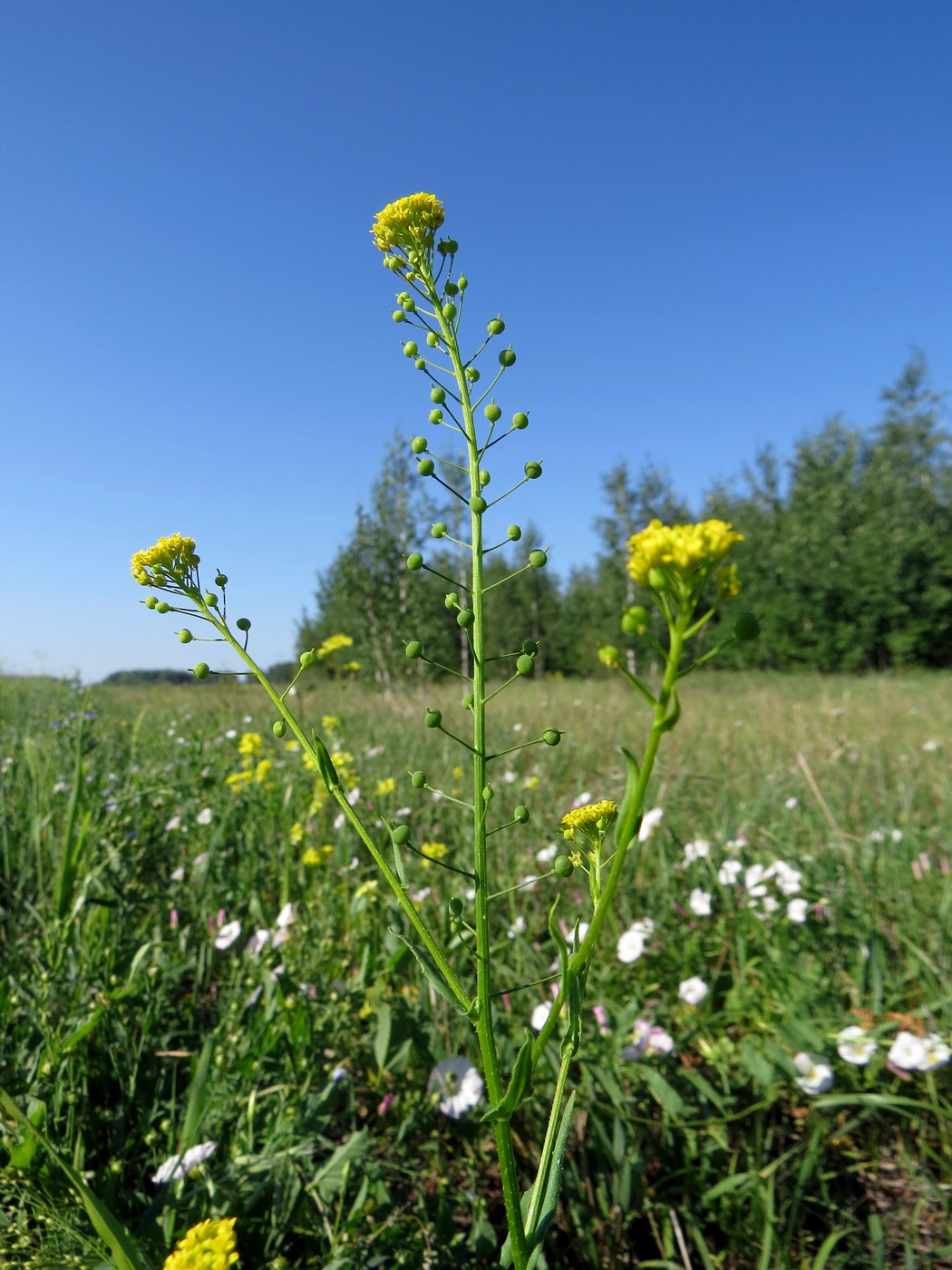 Image of Neslia paniculata specimen.