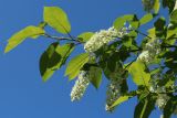 Padus virginiana. Ветвь с соцветиями. Ленинградская обл., г. Приморск, окр. кирхи Св. Марии Магдалины, в уличном озеленении. 11.06.2023.