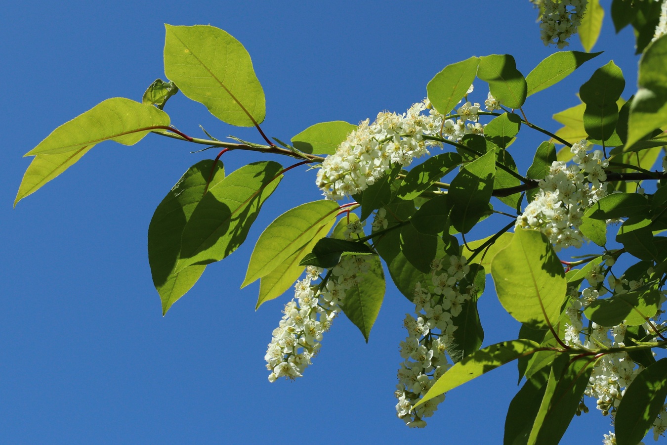 Image of Padus virginiana specimen.