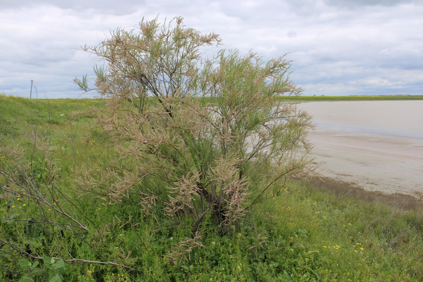 Image of Tamarix meyeri specimen.