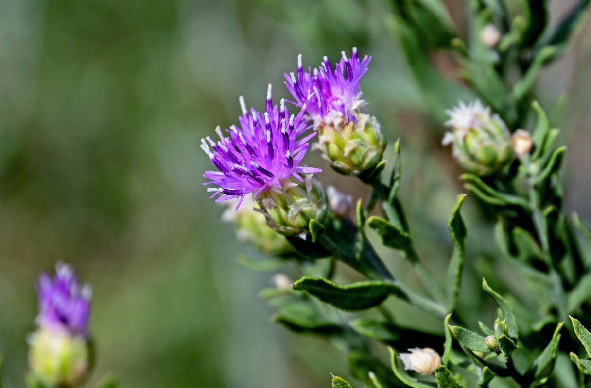 Image of Acroptilon repens specimen.