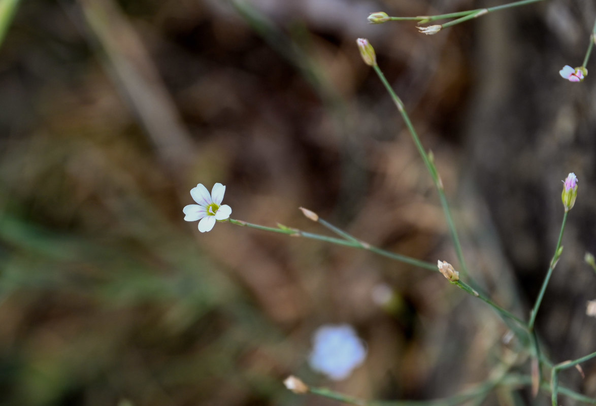 Image of Petrorhagia saxifraga specimen.