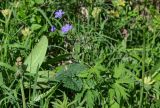 Geranium pseudosibiricum. Верхушка цветущего растения. Красноярский край, Берёзовский р-н, национальный парк \"Красноярские Столбы\", долина руч. Лалетина, луговой склон. 05.06.2022.