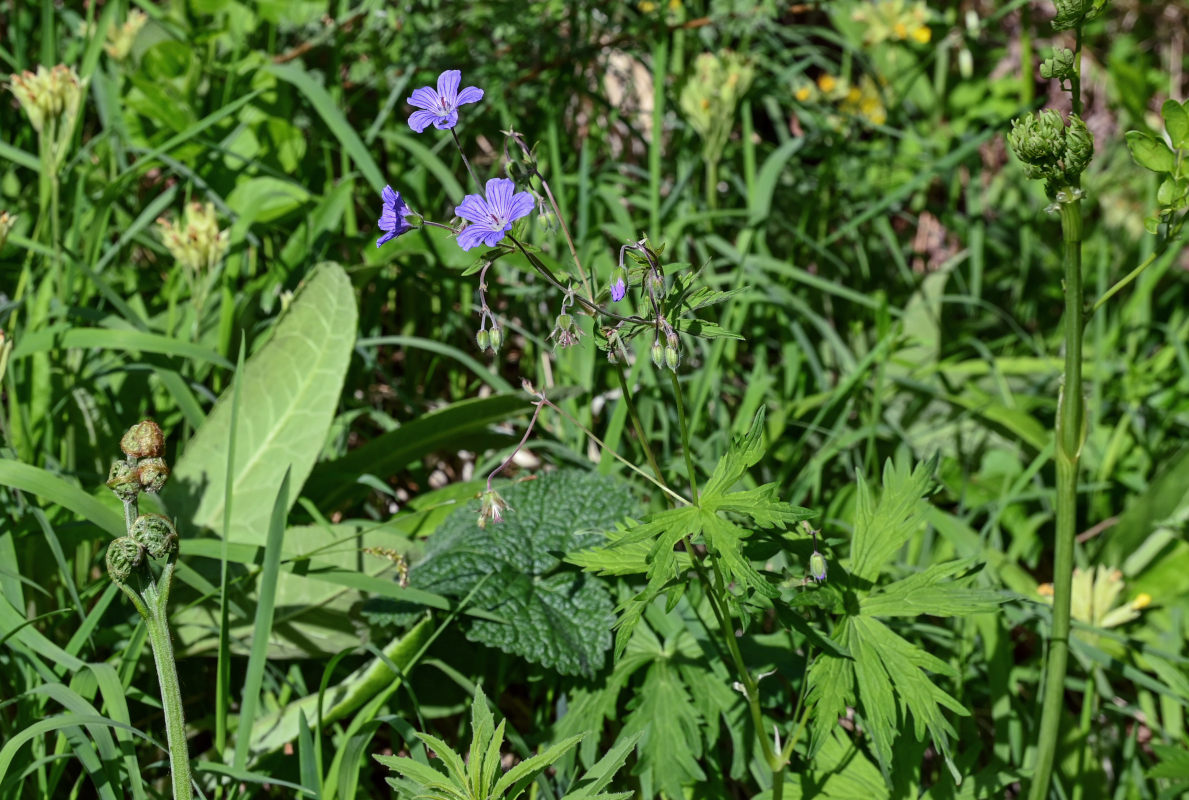 Image of Geranium pseudosibiricum specimen.