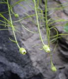 семейство Asteraceae. Верхушки побегов с соцветиями-корзинками. Абхазия, Гудаутский р-н, Рицинский реликтовый национальный парк, долина р. Юпшара, скальный обрывистый склон. 13.04.2024.