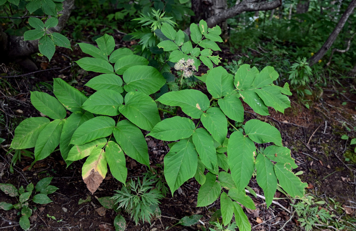 Image of Aralia cordata specimen.