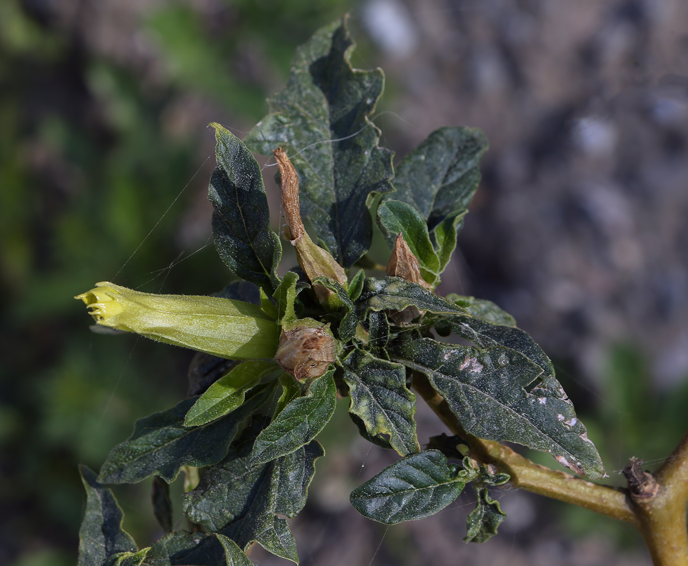 Изображение особи Datura stramonium.