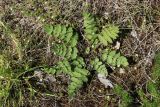 Pimpinella saxifraga. Вегетирующее растения (вокруг - цветущие Arenaria?). Беларусь, Витебская обл., Лепельский р-н, агрогородок Камень, гора Церковка, плато на вершине, суходольный луг. 03.05.2024.