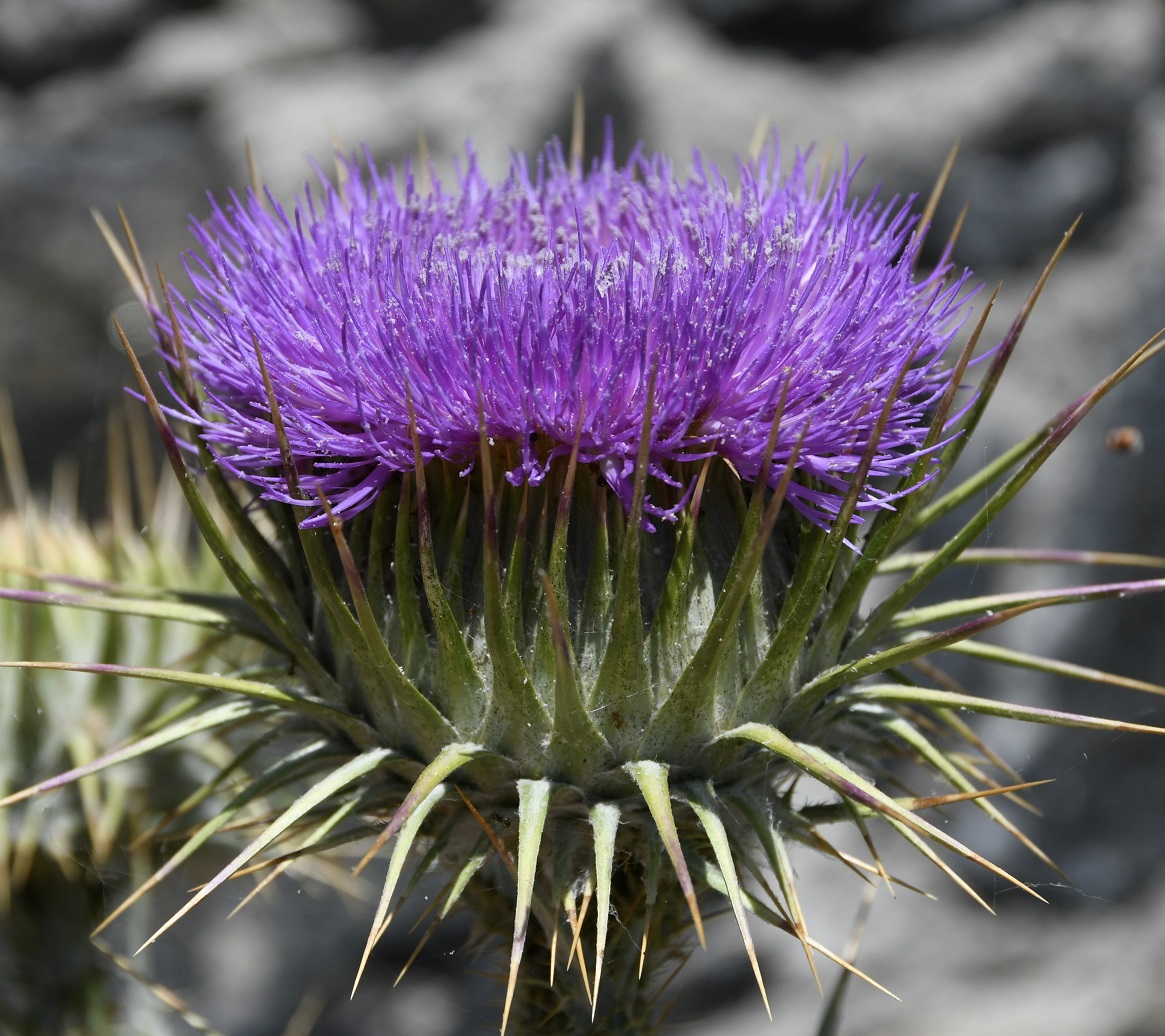 Image of Onopordum bracteatum specimen.