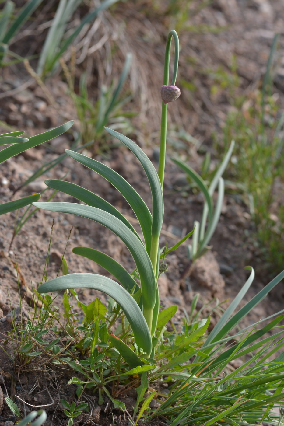 Image of Allium carolinianum specimen.