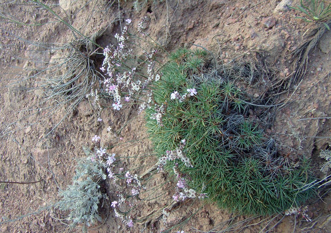 Image of Acantholimon sackenii specimen.