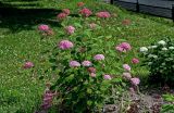 Hydrangea arborescens. Цветущее растение. Вологодская обл., Кирилловский р-н, г. Кириллов, в культуре. 12.07.2024.